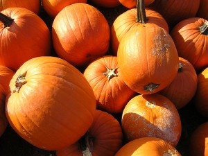 Low Oxalate Pumpkins