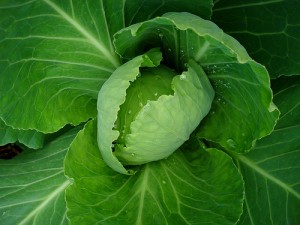 low oxalate greens - cabbage