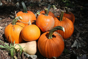 pumpkin harvest